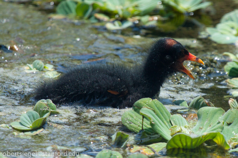 baby coot